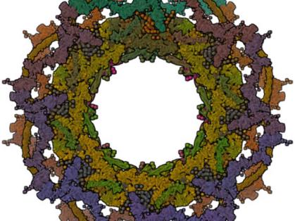 Wreathlike macromolecule made up of brown, blue and green proteins.