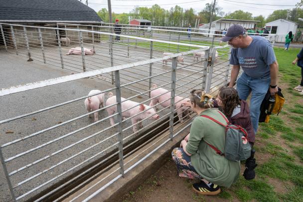 Three people kneeling down in front of a cage with pigs